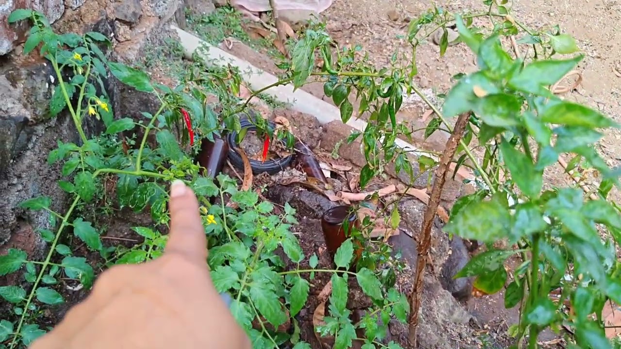 आमच्या घराबाहेर अम्ही टोमैटो लावलीत 