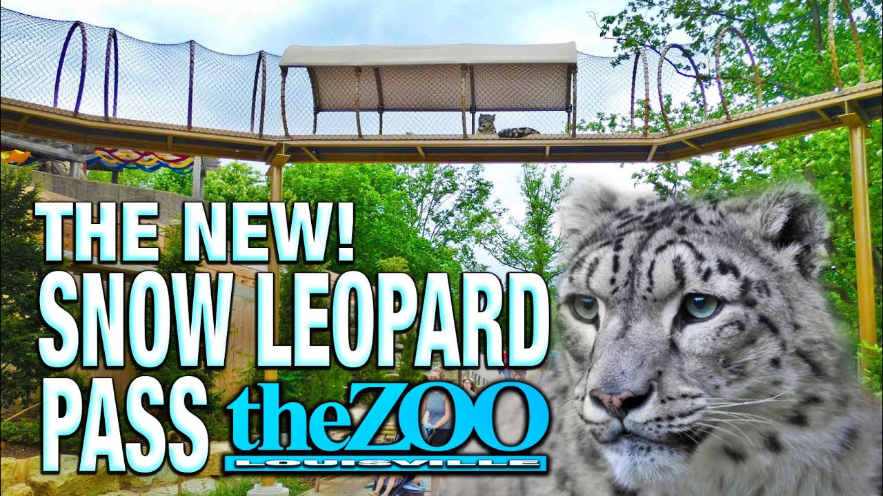 The Brand New! Snow Leopard Pass | Louisville Zoo