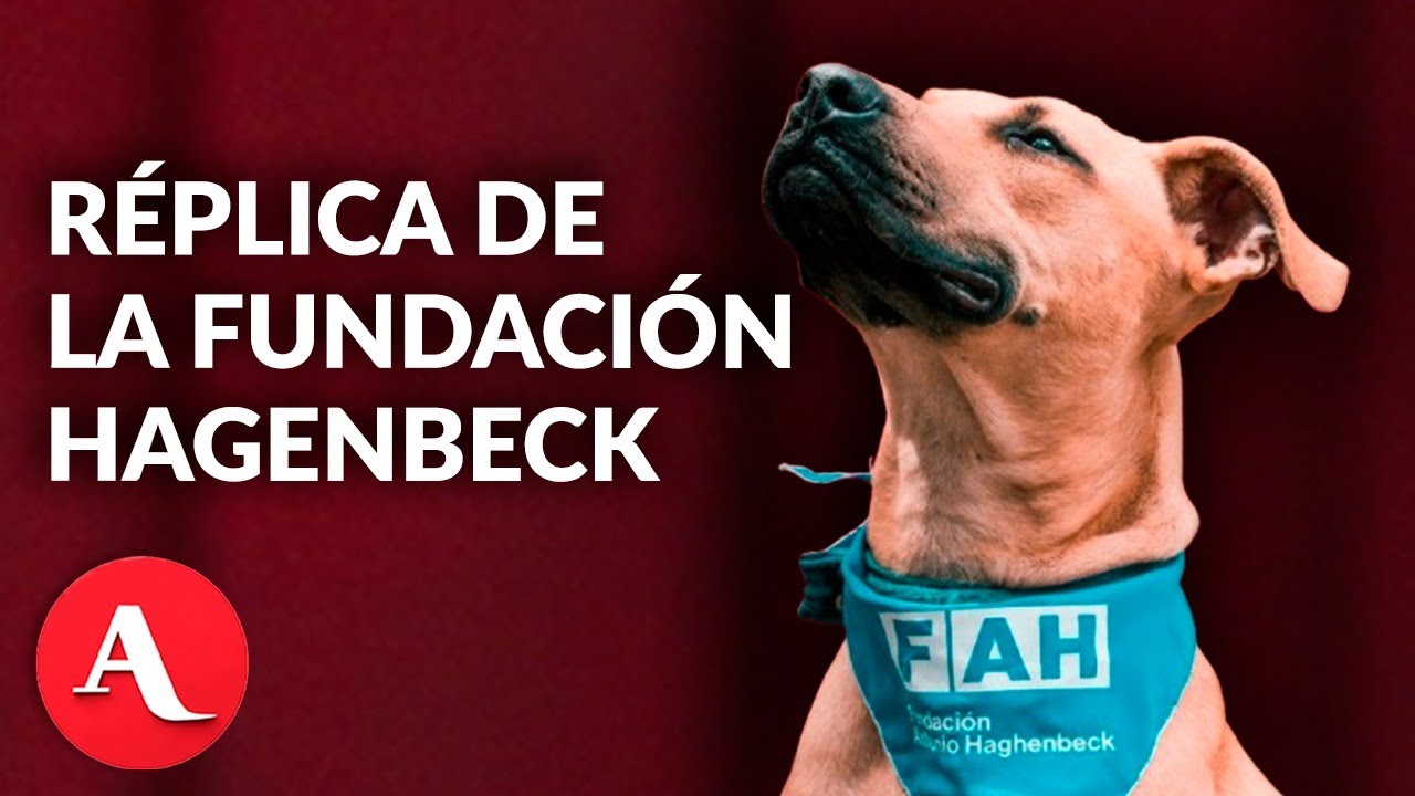 Refugio Franciscano tuvo a cientos de perros en un ‘inmundo infierno’: Fundación Antonio Haghenbeck