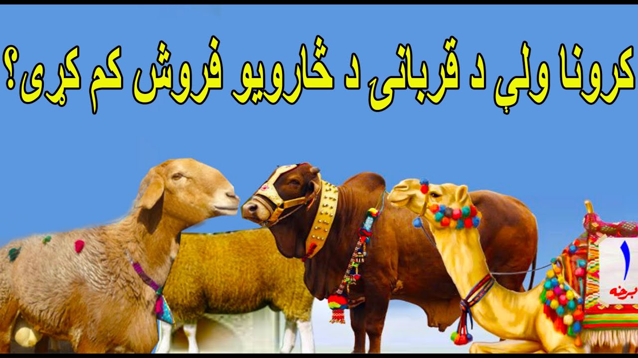 کرونا ولې د قربانۍ د څارویو فروش کم کړی؟