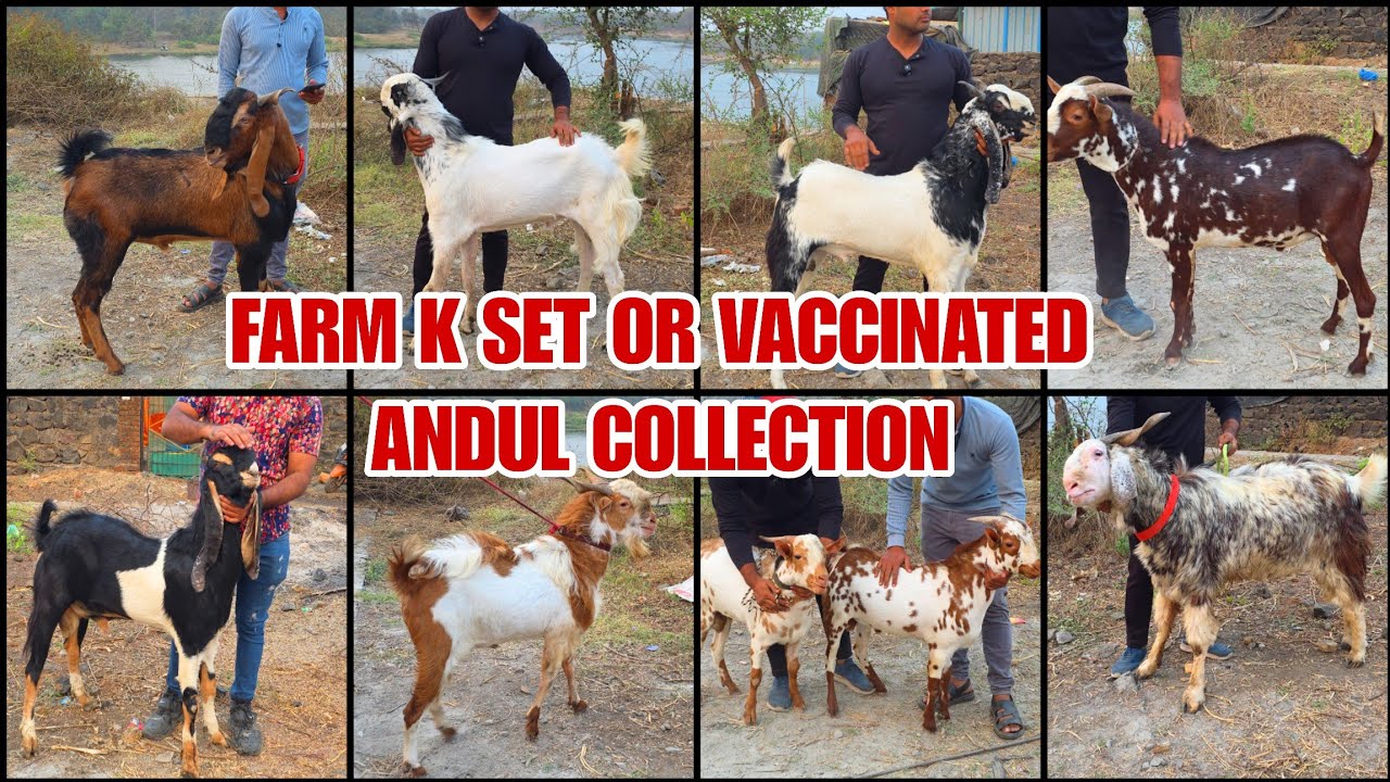 Farm K Set Or Vaccinated Or Sb Se Badi Ek Dum Saste Shamir Goat Farm Khadavali 