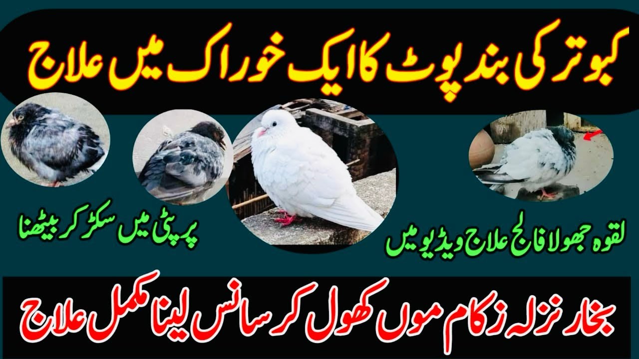 KABOOTAR KI BAND POT KA EK KHORAK ME ALAJ 