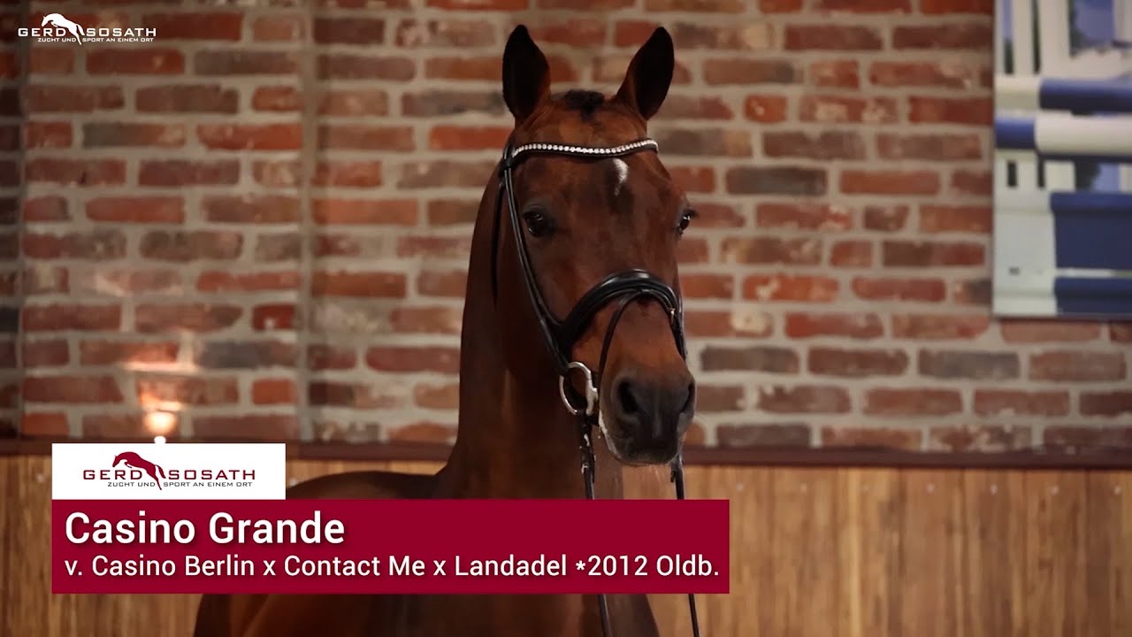 Casino Grande *2012 von Casino Berlin OLD x Contact me | Sosath Hengstschau 2023