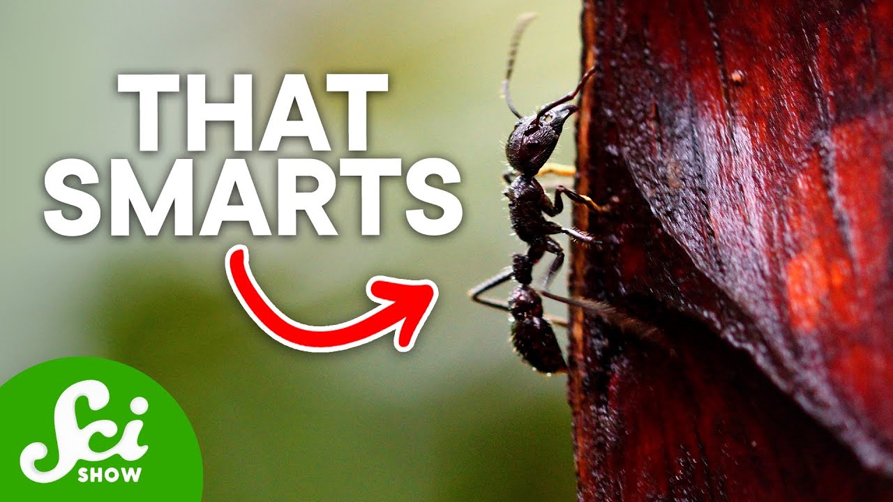 The 8 Most Painful Insect Stings on Earth