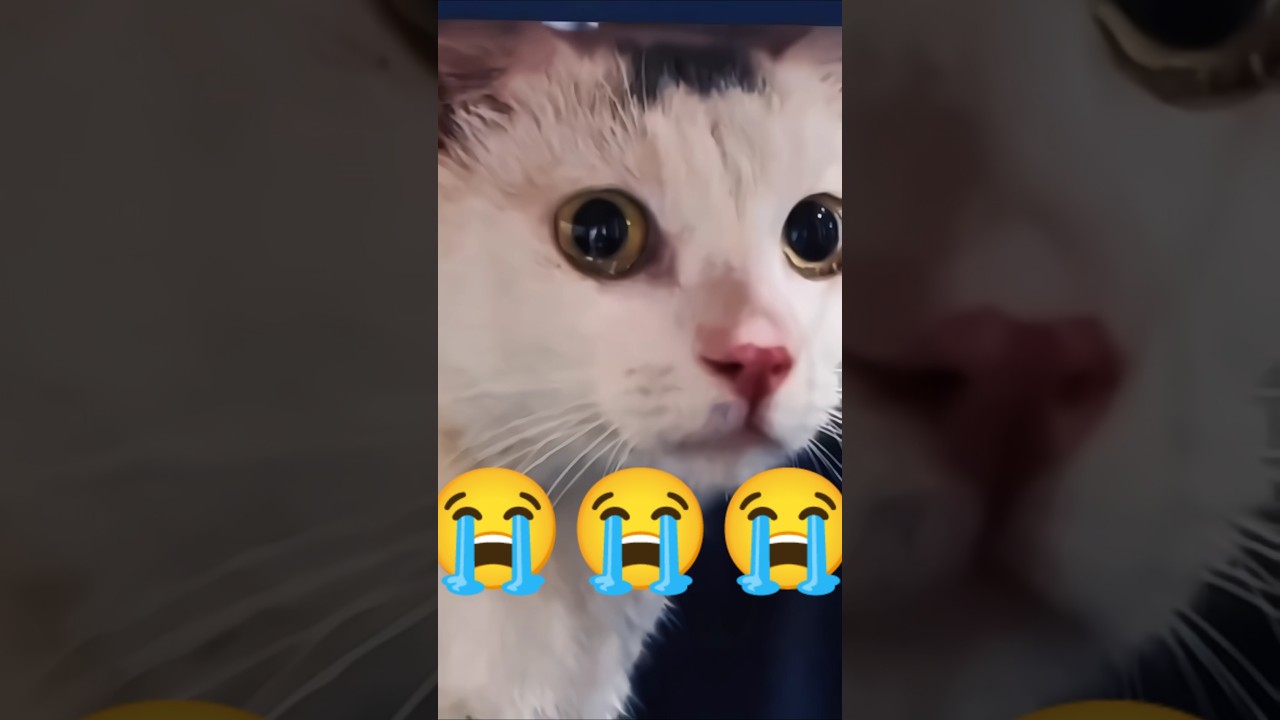 This Cat’s Tears Will Break Your Heart 💔🐱 