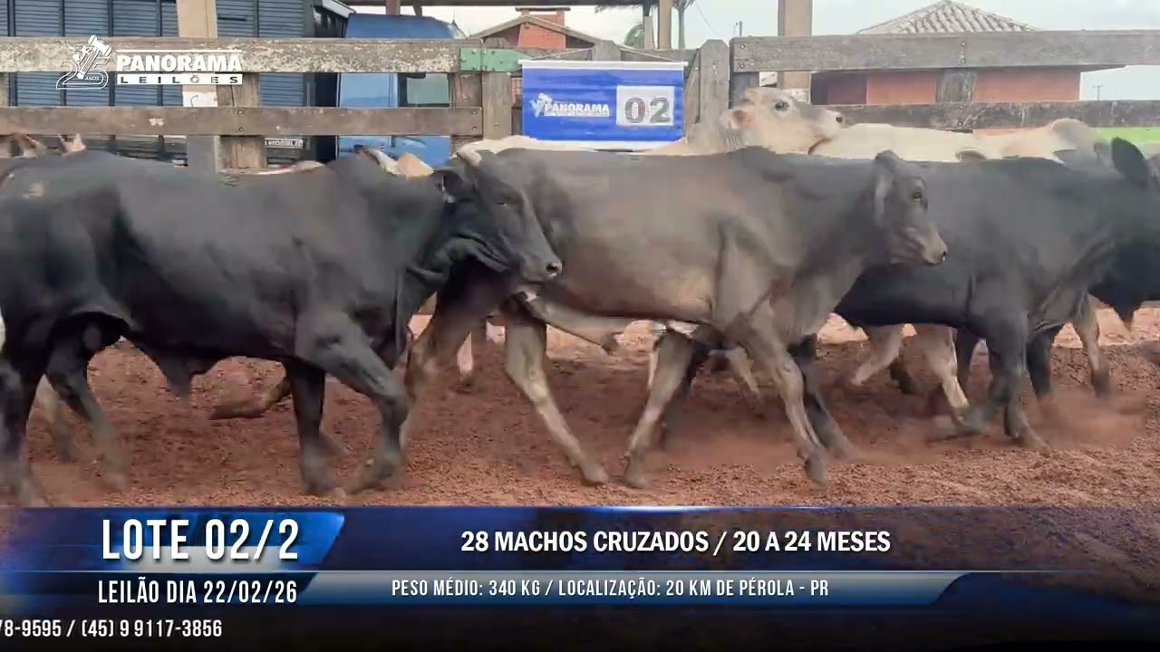 LOTE 02/2
