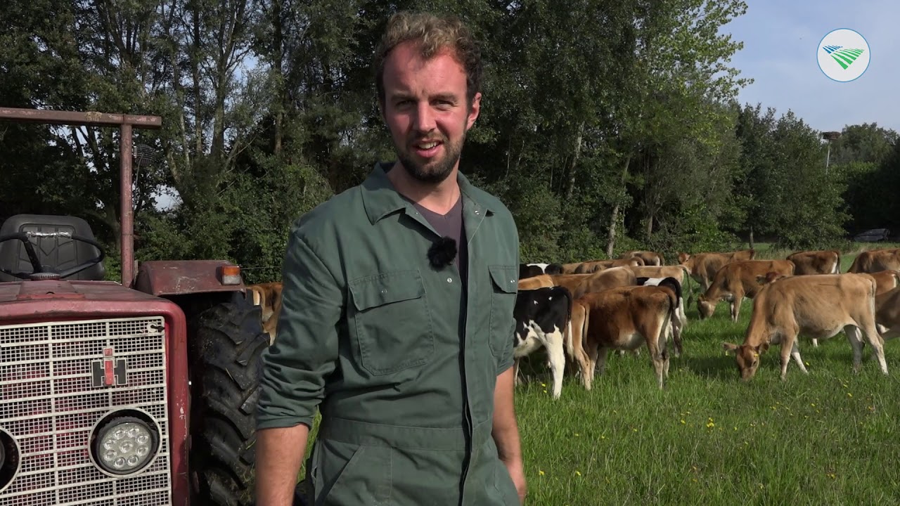 Schuwe kalveren na langer verblijf bij moeder