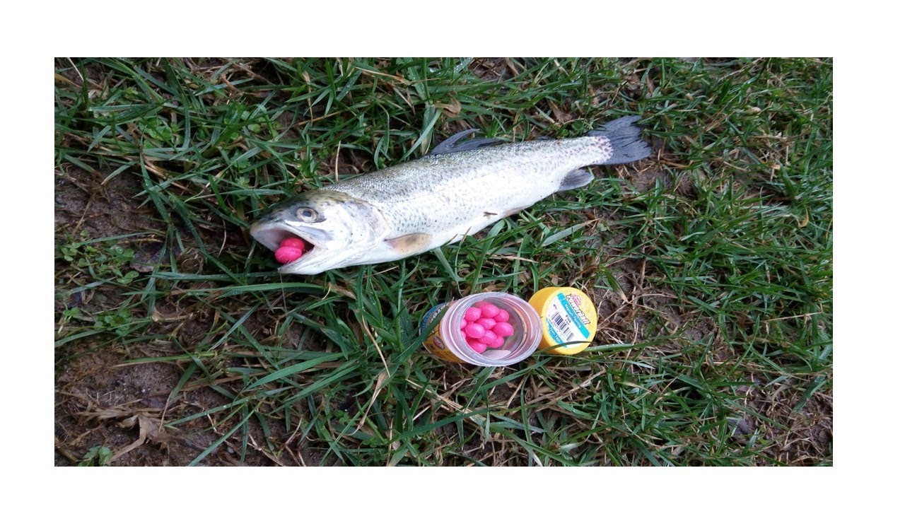 The best Power Eggs rig/setup for Trout fishing