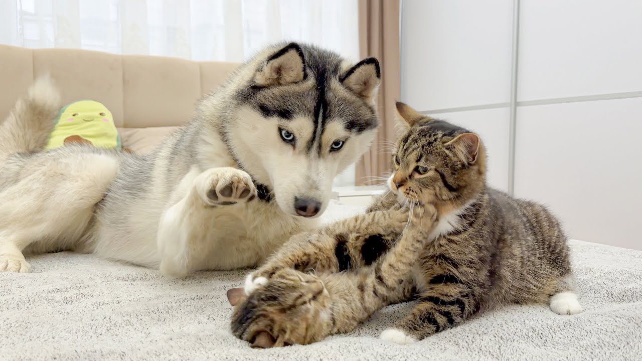 Giant Husky Tries to Stop Funny Kittens from Fighting [BEST REACTION EVER!!]