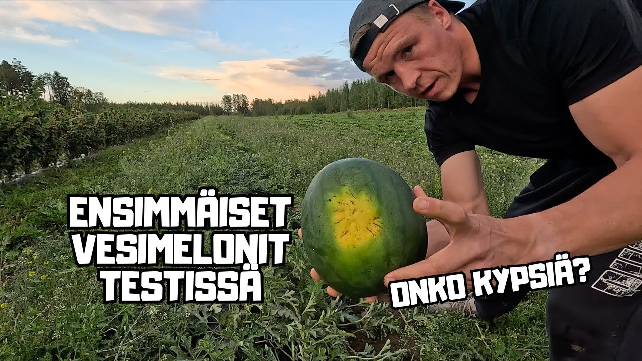 Ensimmäiset vesimelonit testissä - Kypsiä vai ei? 🍉| First Watermelon Test
