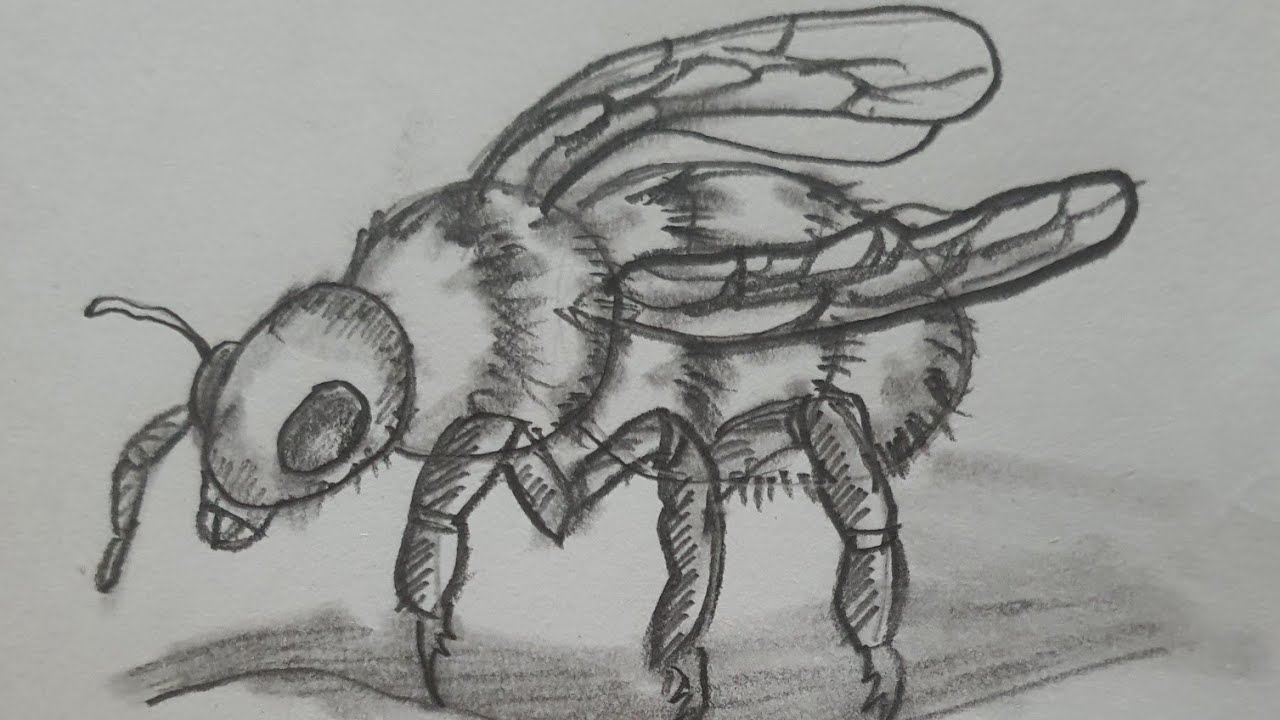 How to Draw a Bee| Easy Realistic Drawing with Fun Facts