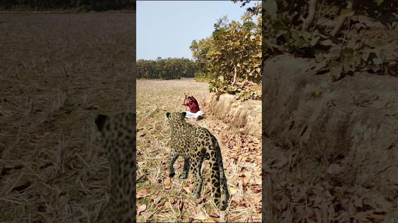 tiger att'ack #reels #vfxmahjabeen