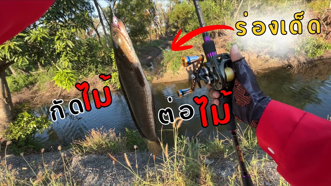 ร่องน้ำเด็ด ปลากัดไม้ต่อไม้ โคตรเดือด!