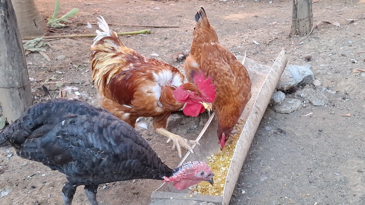 👉Nuevas adquisiciones para nuestro gallinero// Así terminamos este 2025🫡