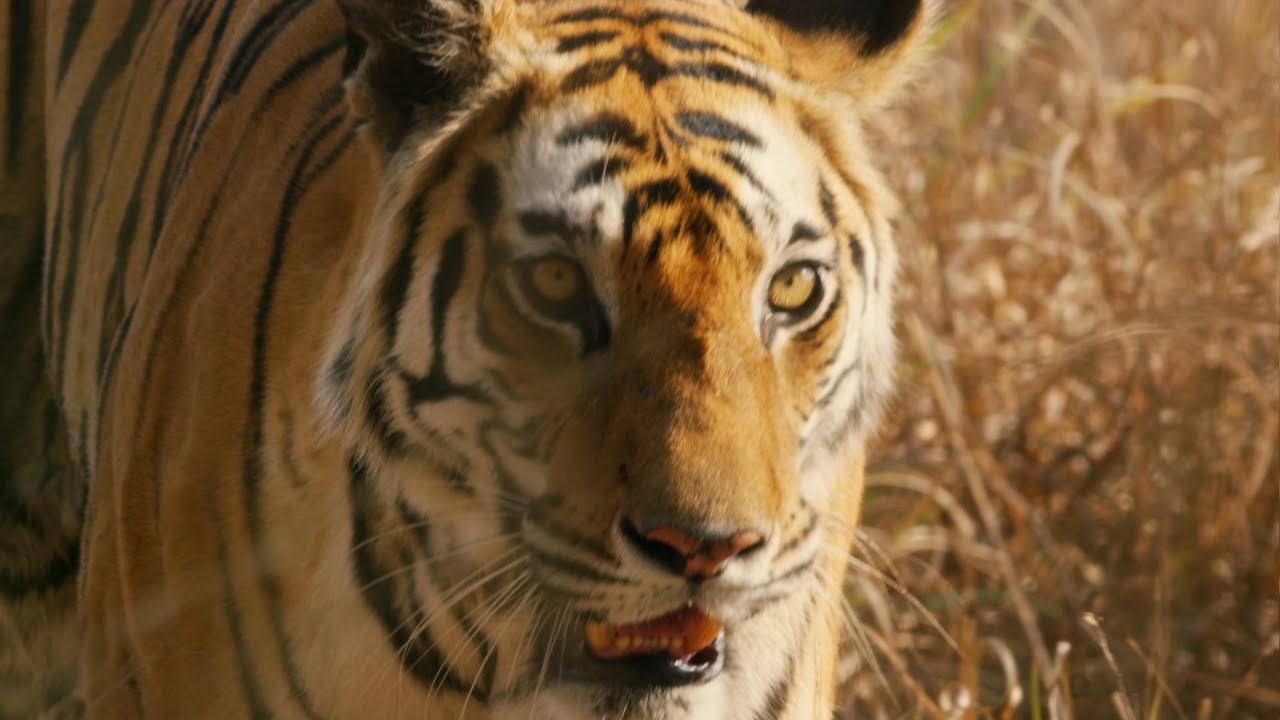 Dynasties: DVD and Blu-Ray Trailer | BBC Earth