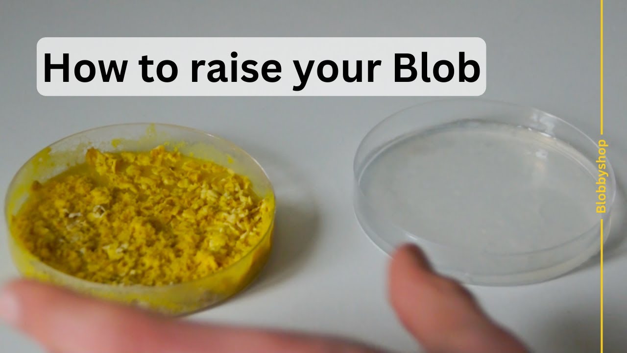 How to Raise your Blob: Step-by-Step Guide