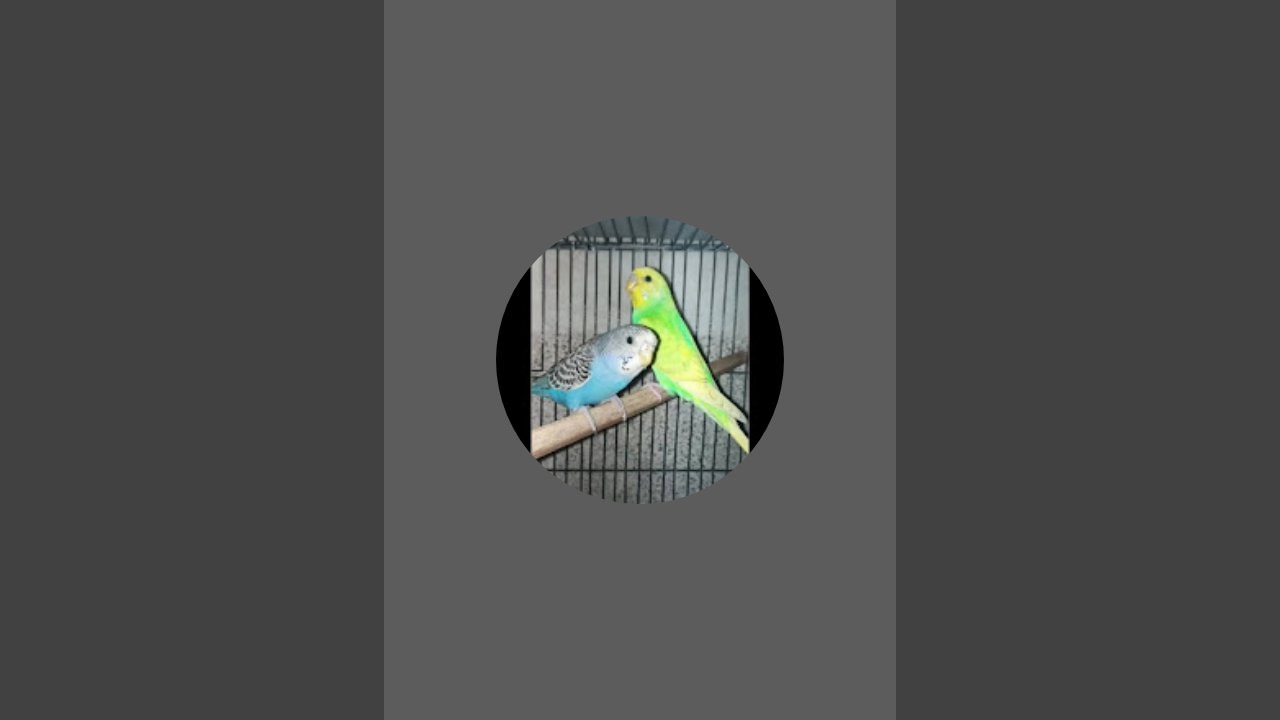budgies lovers sonal🐦 is live