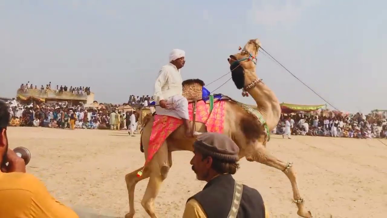 Camel dance Jabardast Mukabala fakhre Pakistan#camel2026 