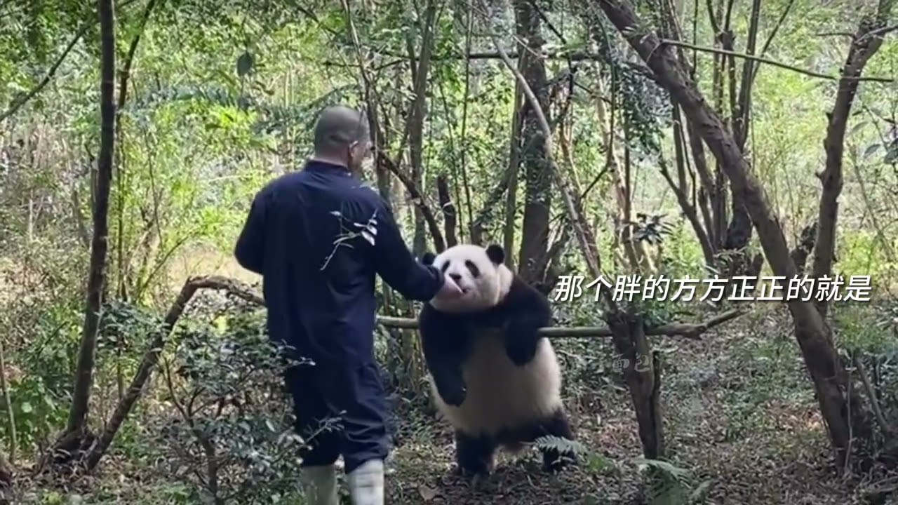 笑死！没点口才真当不了熊猫基地的保安！
