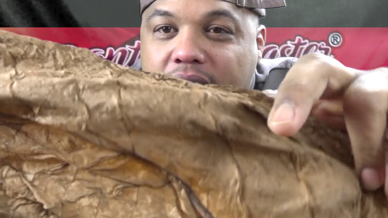 GIANT tobacco leaf, rolling some weed #frontoleaf #cigar #weed #pot