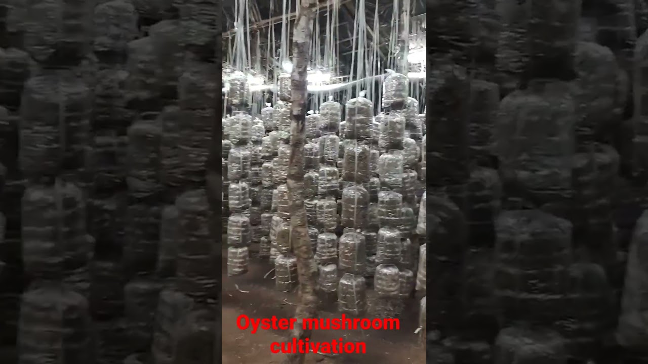 oyster mushroom cultivation