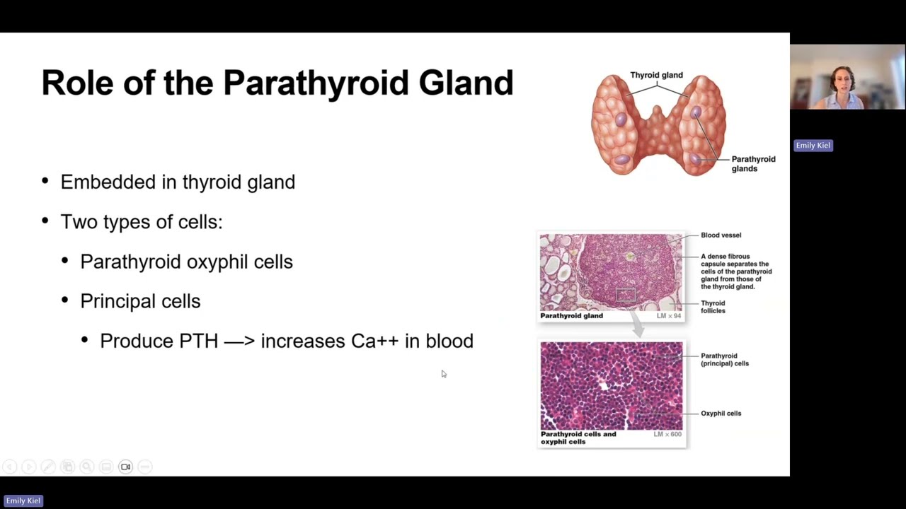The Endocrine System - Chapter 16 (AP2)