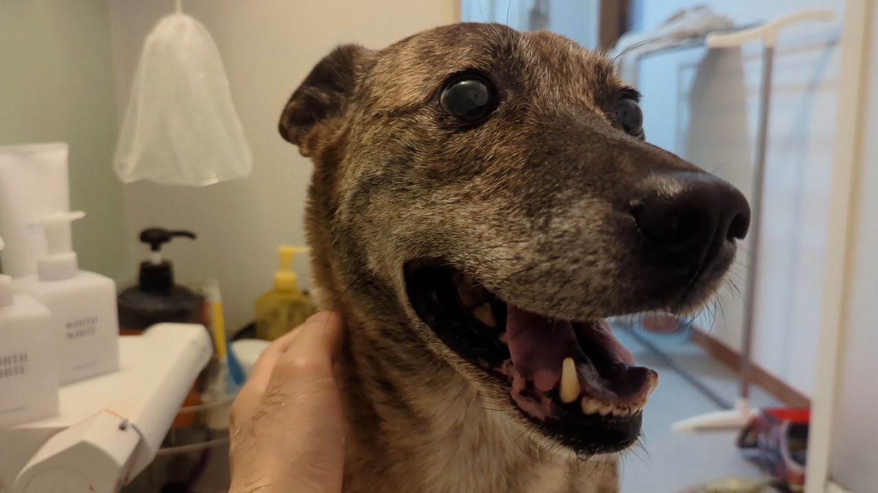 雷が怖すぎて飼い主の入浴についてくる元猟犬