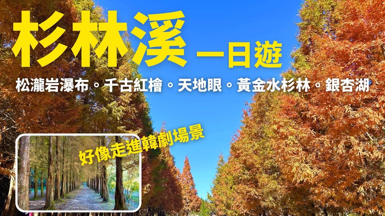 2025杉林溪一日遊｜黃金水杉林．銀杏湖．松瀧岩瀑布．千古紅檜．天地眼．99吊橋．先民隧道｜南投景點．森林步道｜杉林溪森林生態渡假園區｜杉林溪楓葉現況．12月天氣｜nantou travel