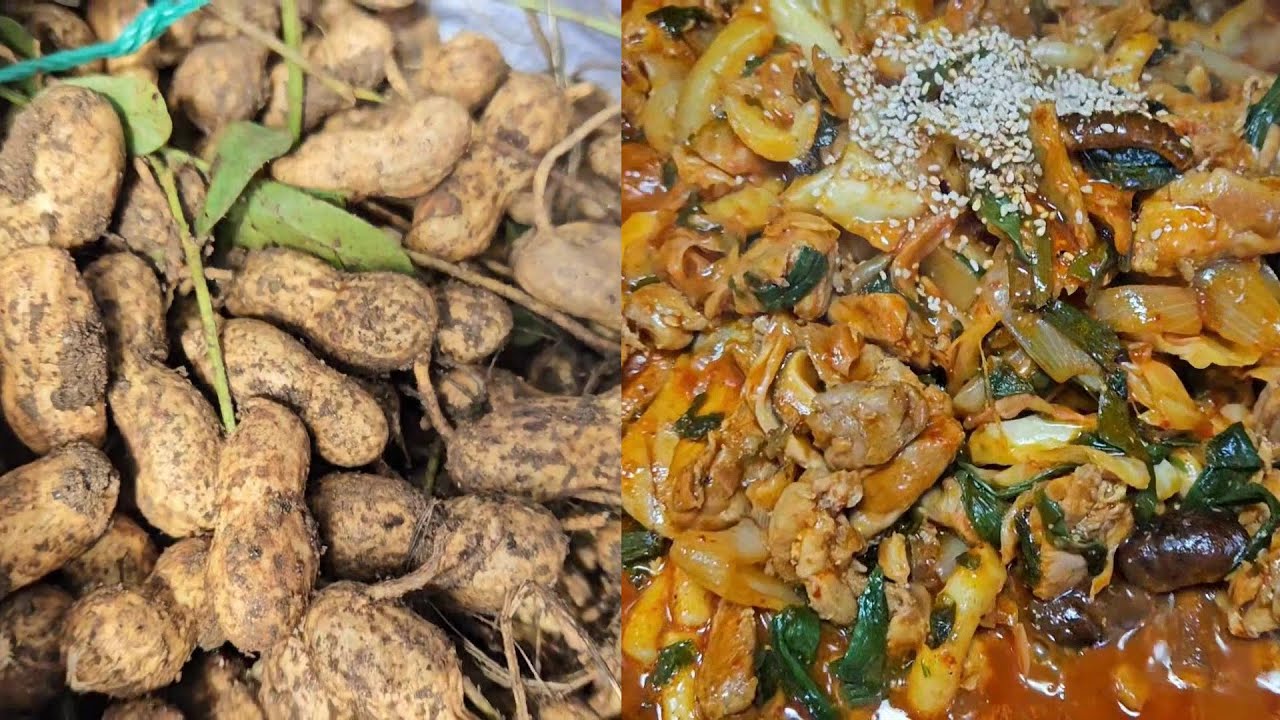 수확의 계절이 왔다~~/ 첫번째로 땅콩 수확하기/ 예쁜꽃을 피워내는 텃밭 작물들