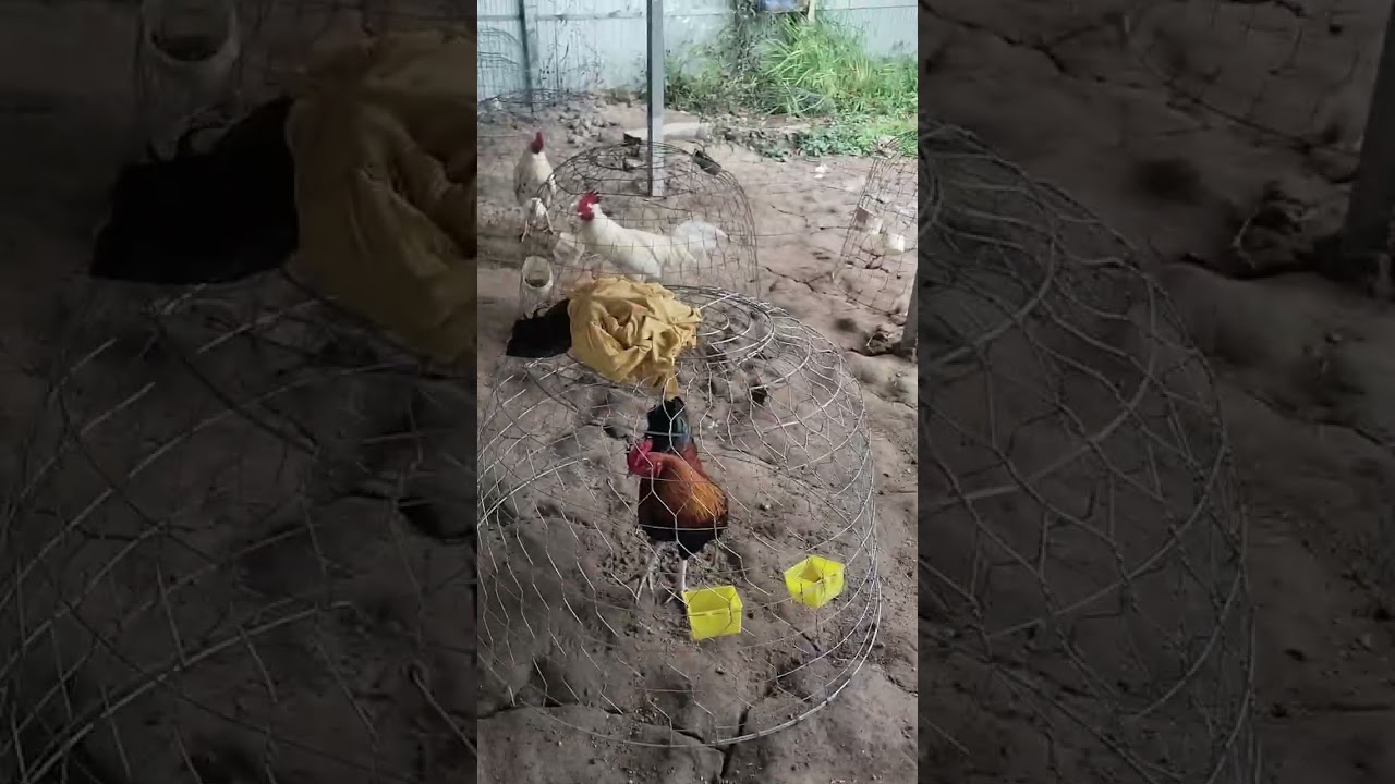 Mùn 10 mưa đầu năm 0946796975 