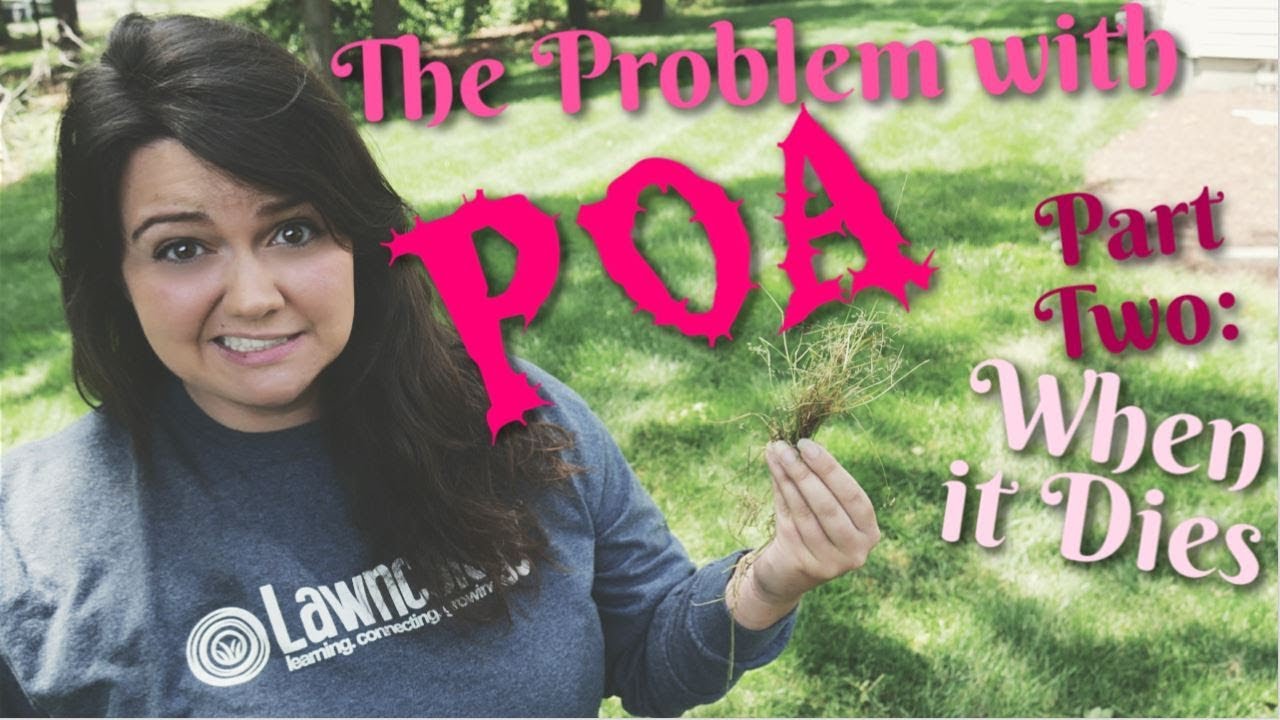 Poa Annua and Trivialis finally dying | When Poa Dies | PPLM |