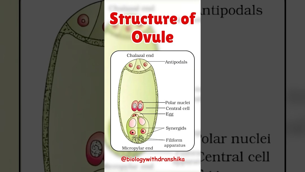 🌱 Structure of Ovule 🌱 The ovule is the heart of seed formation!