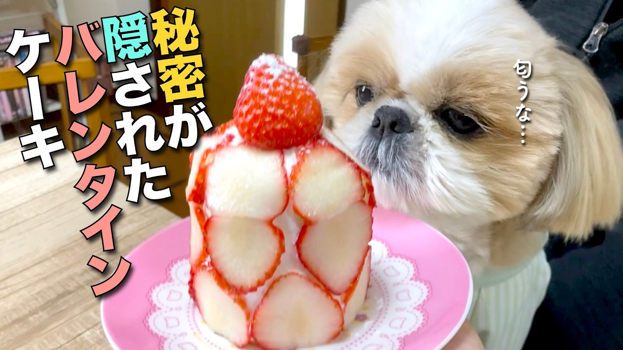 【シーズー】秘密が隠されたバレンタインケーキを、おニューの服で食べようか♪ www【429】