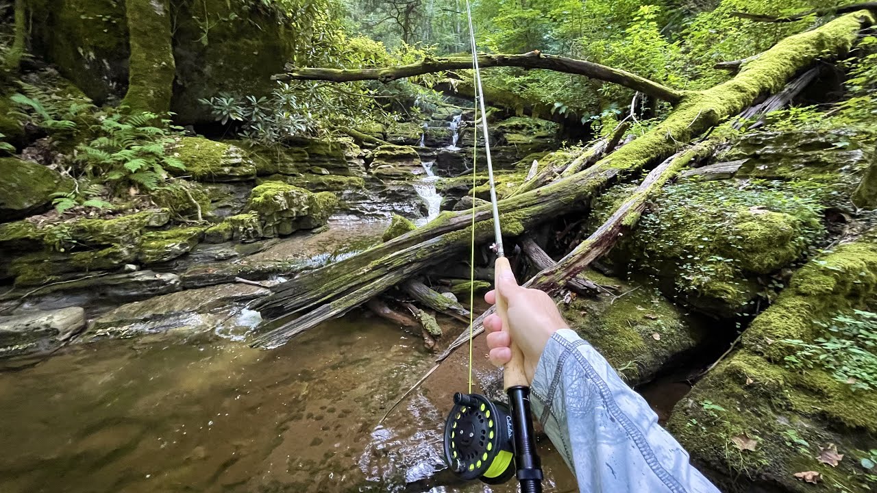 TROUT Fishing a TINY Mountain Creek