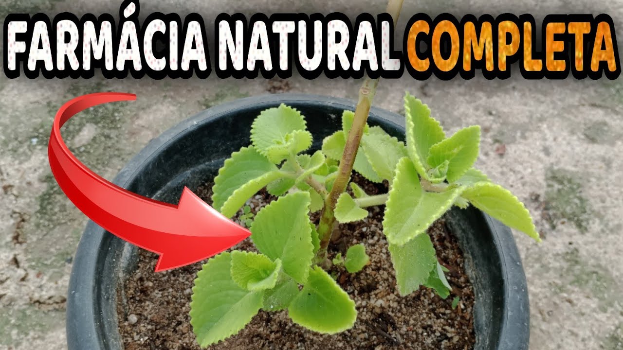 Você vai Desejar Ter Essa Planta em casa quando souber disso! (Melhor que Remédio)