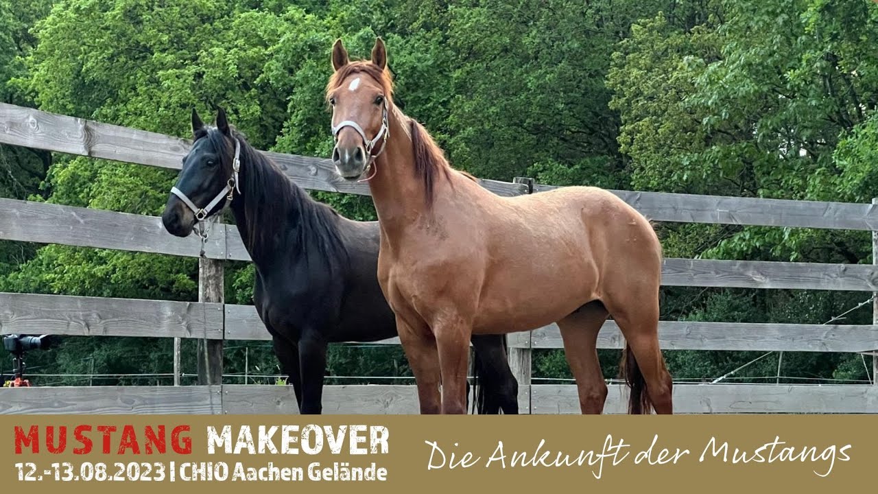 Los gehts - Die Ankunft der Eventmustangs bei ihren Trainern | MUSTANG MAKEOVER 2023