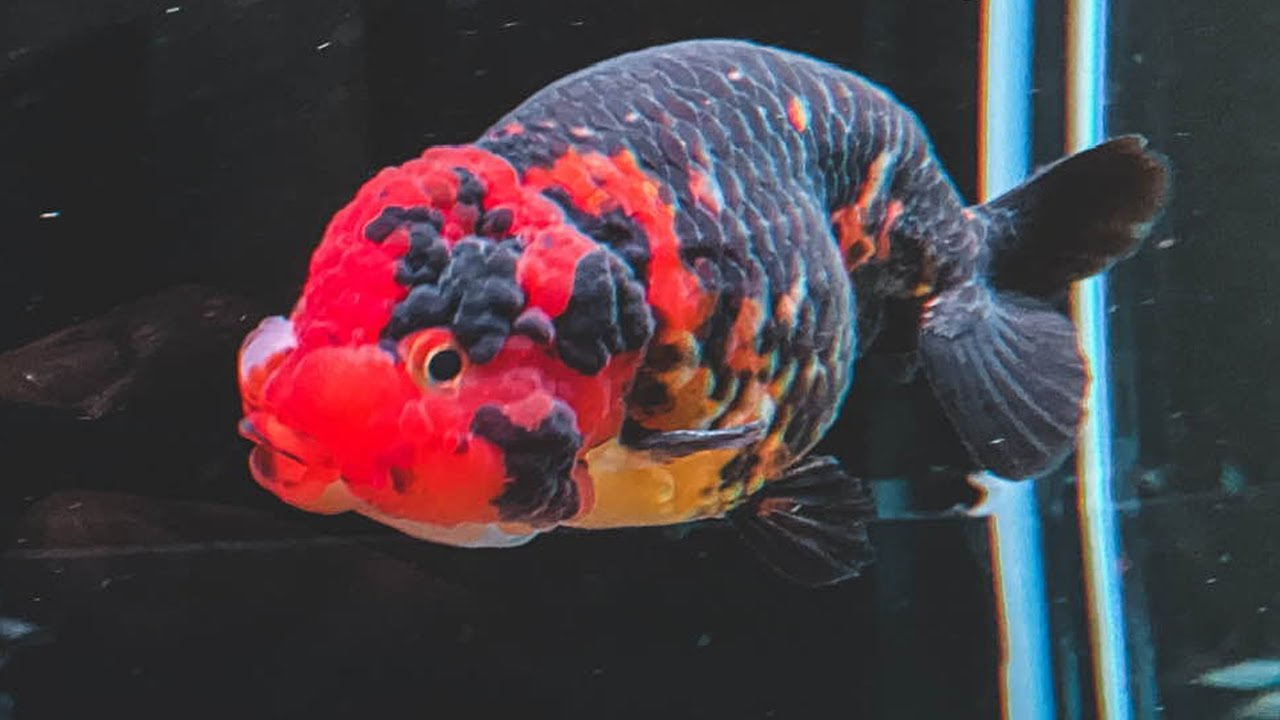 Beauty of Ranchu goldfish | Best color ranchu goldfish collection