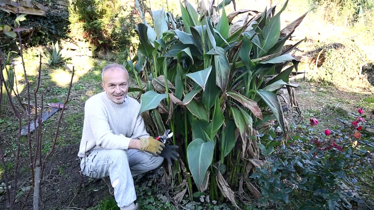 Canna indica e protezione invernale