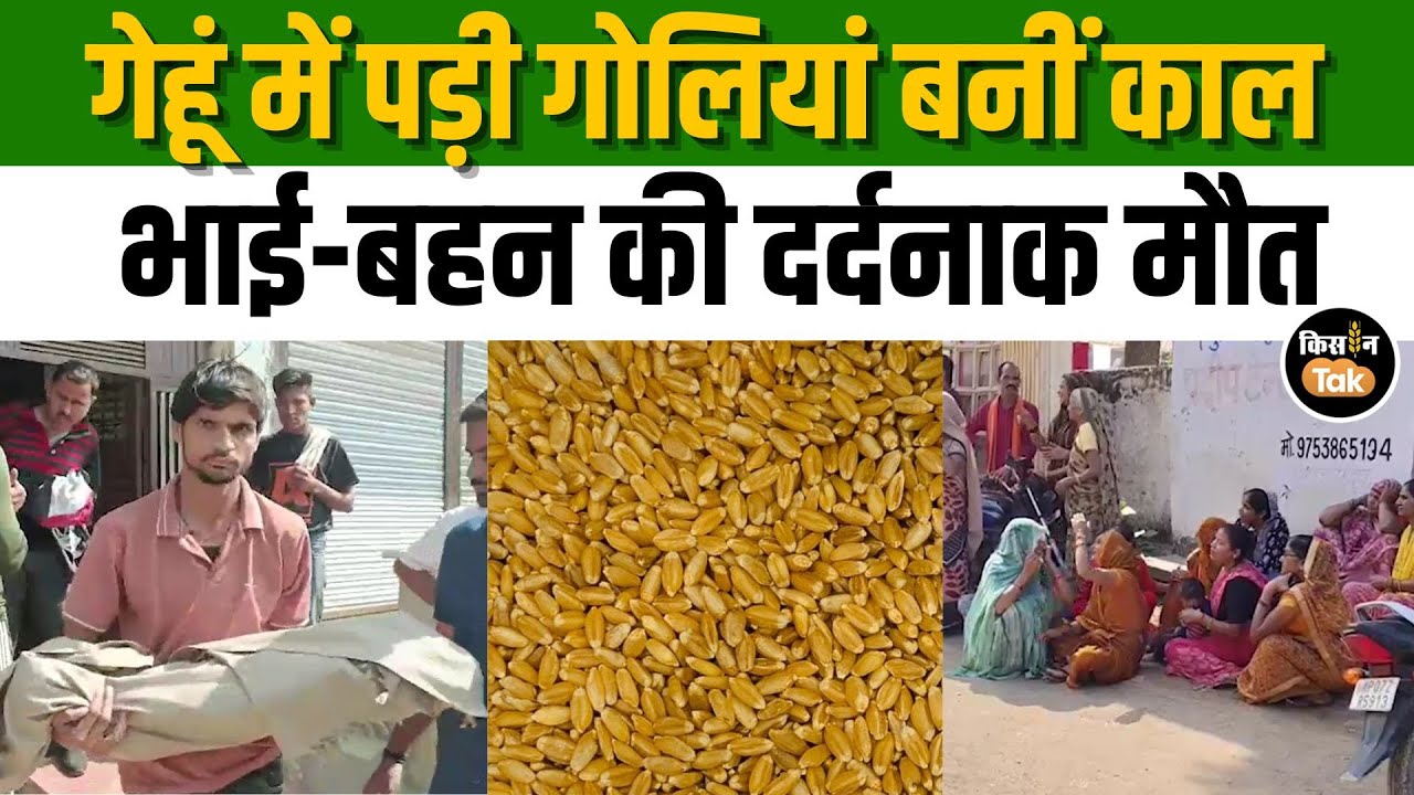 Alert ! गेहूं में रखी जहरीली दवा ने दो मासूमों की ली जान, मां-बाप अस्पताल में भर्ती |#gwalior #wheat