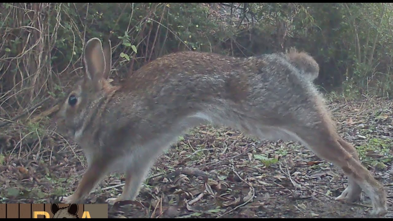 Late December 2024 (Opposum, Rabbit, Deer)