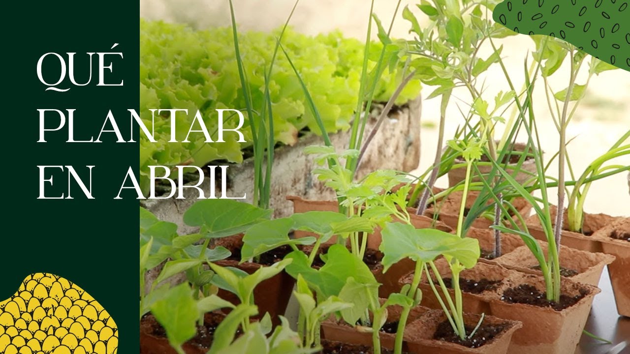 Qué plantar en ABRIL en el huerto