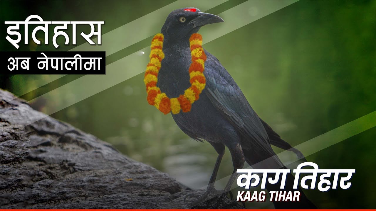 काग तिहार (Kaag Tihar) || History in Nepali
