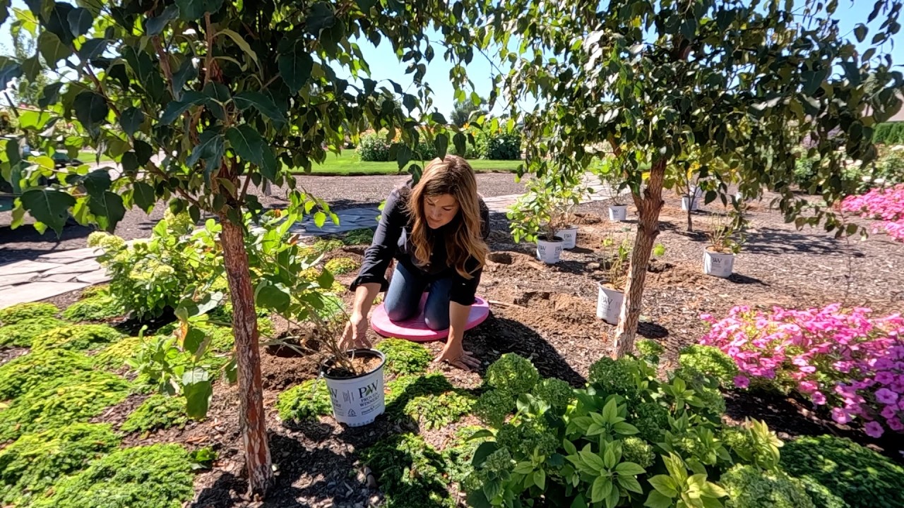 Planting 12 Hydrangeas, Russian Sage & and Spice Baby Viburnum! 😍🌿🙌 // Garden Answer