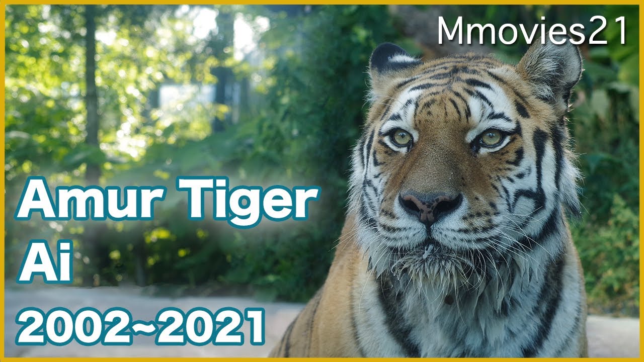 ありがとうアムールトラのアイ 12年間の思い出を綴る Amur Tiger Ai