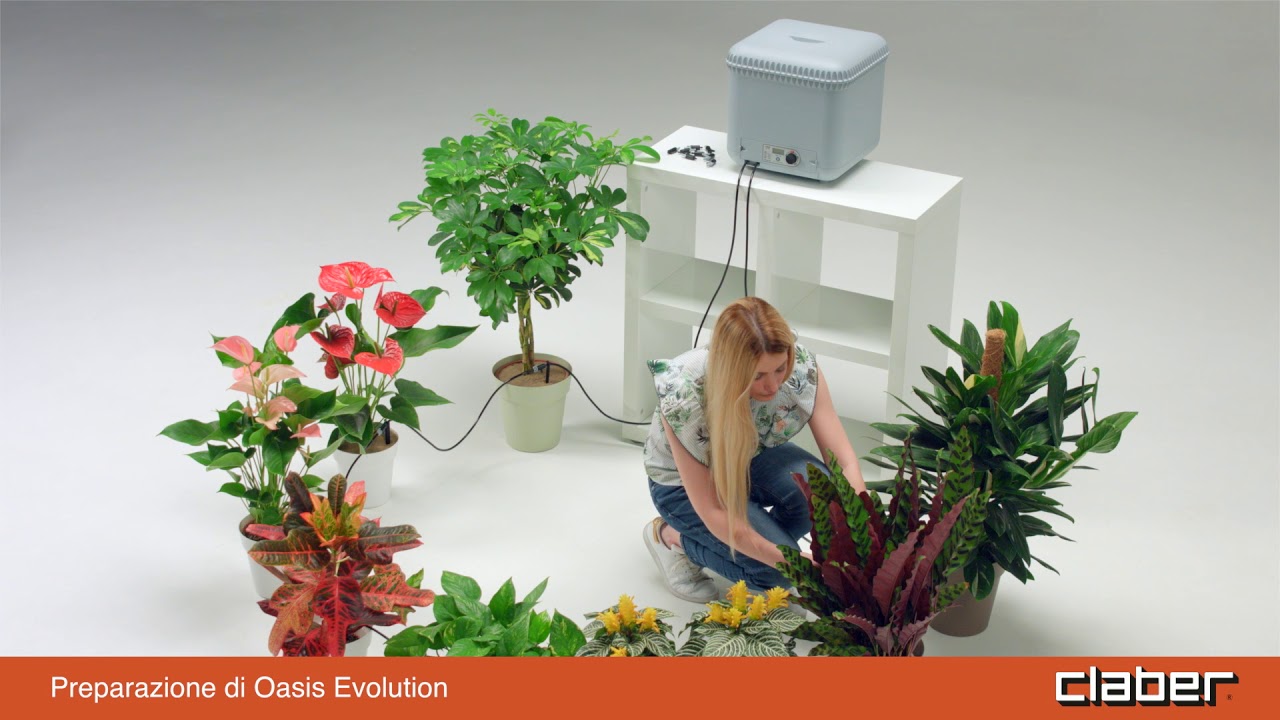 8054 - Oasis Evolution