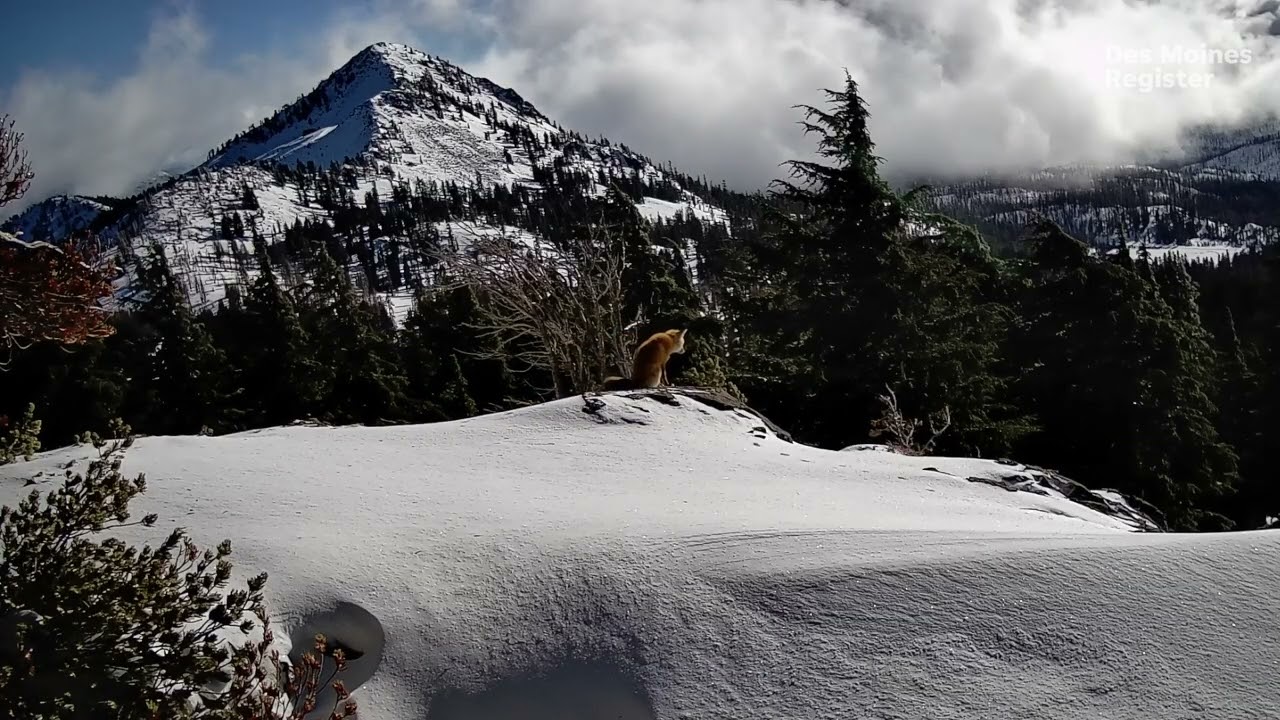 Rare Sierra Nevada red fox spotted in mountains of California's Lassen Volcanic National Park