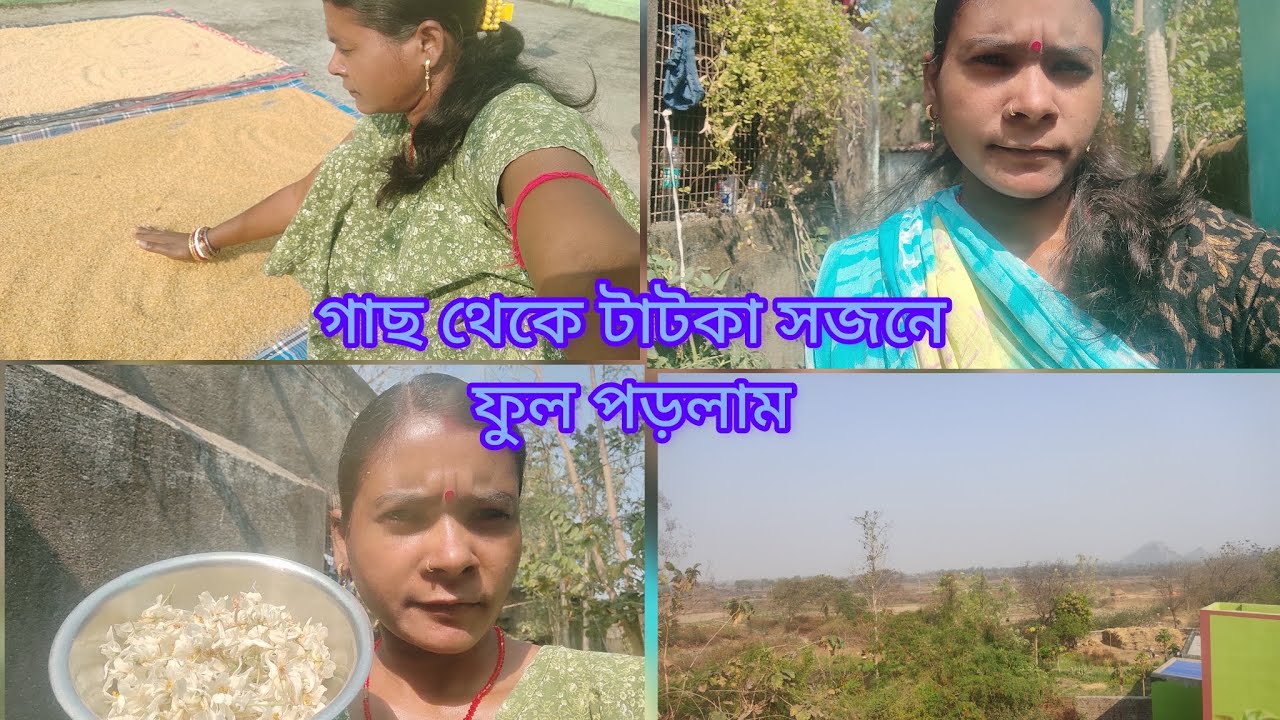 🌿 গাছের টাটকা সজনে ফুল পেড়ে নিলাম 🌸#shorts #ytshorts #viral #trending #dailyvlog #bengalivlog 