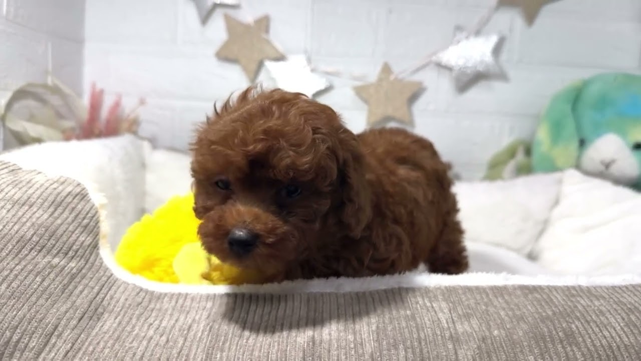 ペットショップ犬の家加古川店　200064 トイプードル