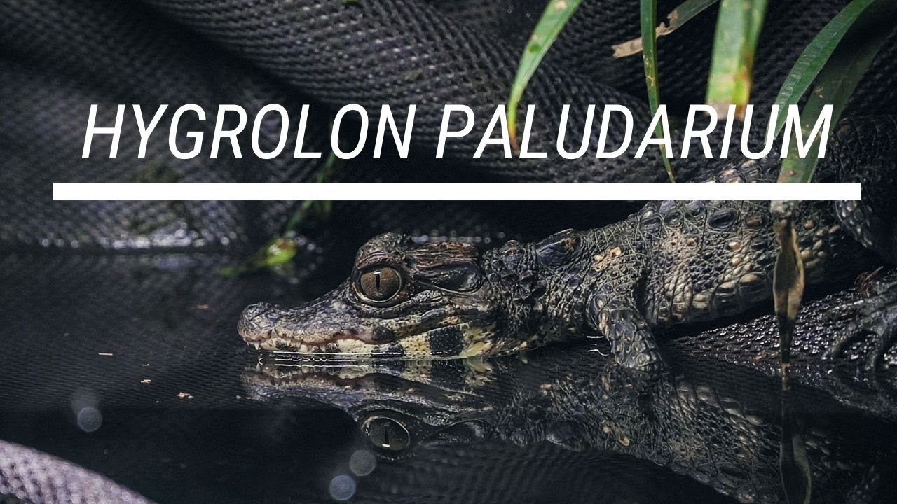 How To Make a Hygrolon Paludarium Background