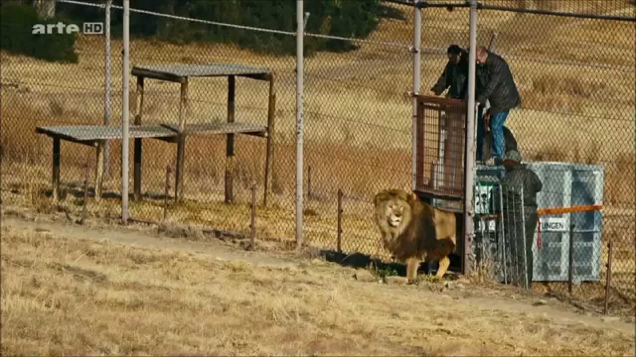 Lionsrock - Die Heimkehr des Königs - ARTE HD